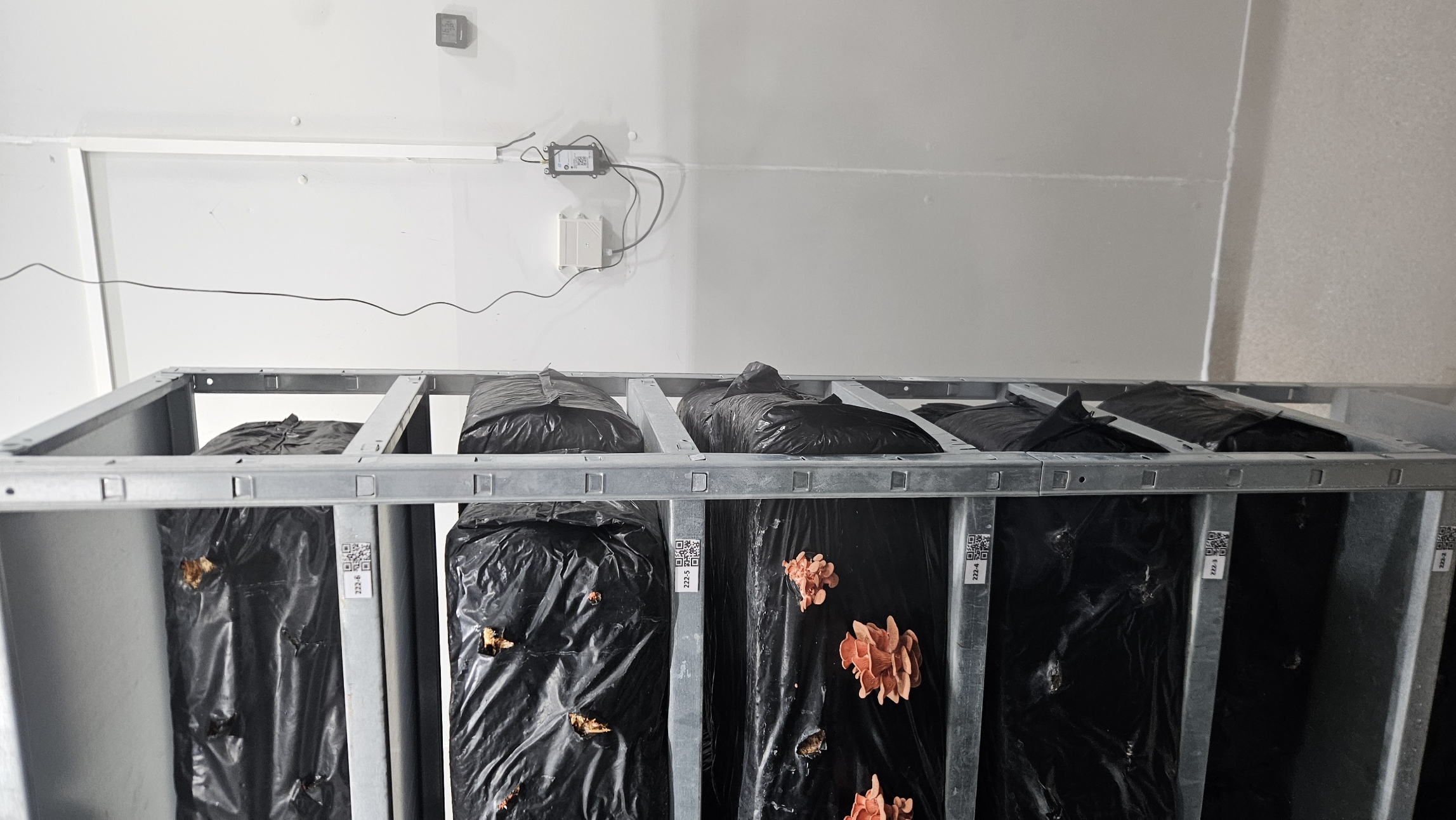 Capteur Chofroi dans une chambre froide de champignonnière