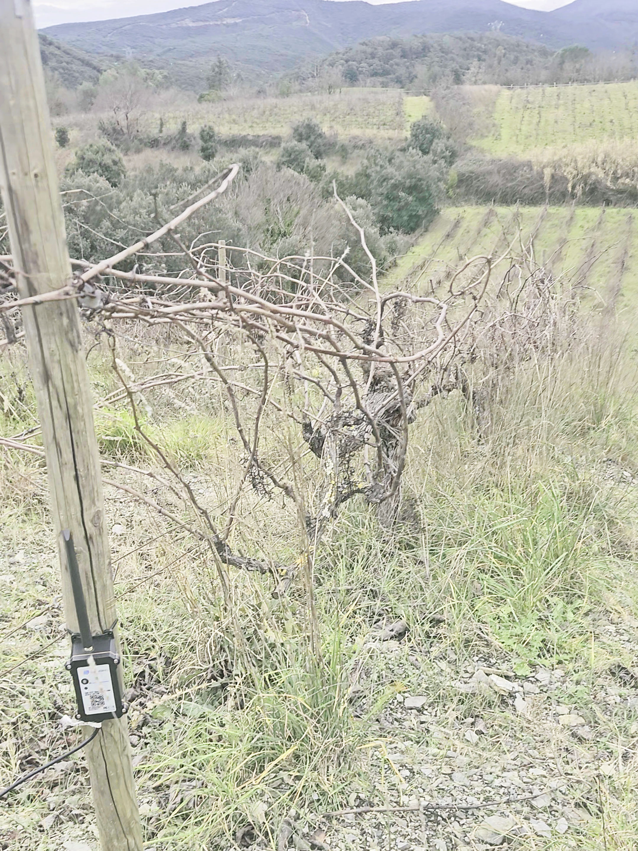 Capteur Chofroi installé sur un piquet de vigne